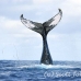 whale_humpback_h_00889_dom3035.jpg